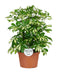 Schefflera Gerda