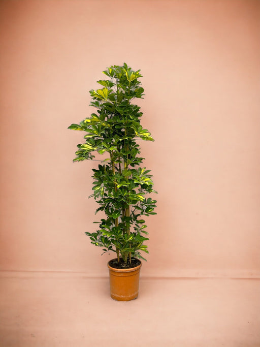 Schefflera Guld Capella