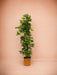 Schefflera Guld Capella