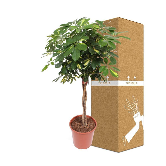 Schefflera Guld Capella