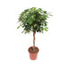 Schefflera Guld Capella