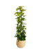 Schefflera Guld Capella