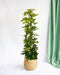 Schefflera Guld Capella