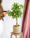 Schefflera Guld Capella Flettet Stamme + Kurv