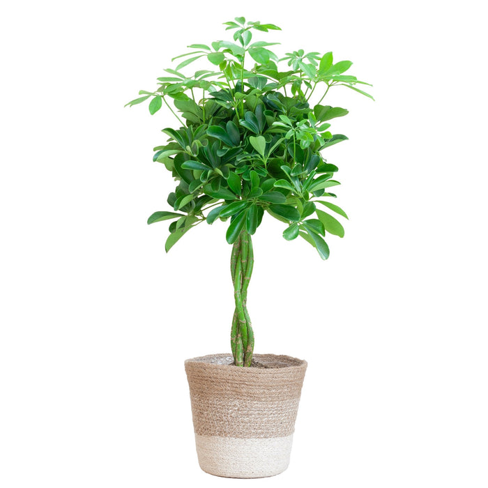 Schefflera Guld Capella Flettet Stamme + Kurv