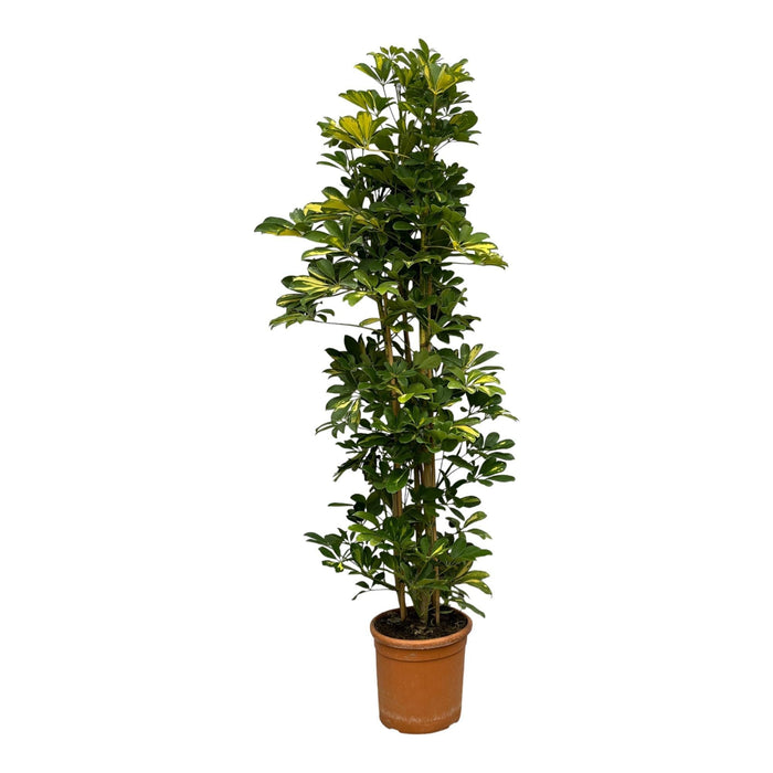 Schefflera Guld Capella