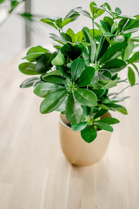 Schefflera - Kunstig Grøn Plante