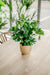 Schefflera - Kunstig Grøn Plante