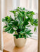Schefflera - Kunstig Grøn Plante