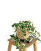 Scindapsus (Epipremnum) N'Joy Hang H35.0Cm