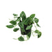 Scindapsus Pictus Trebie