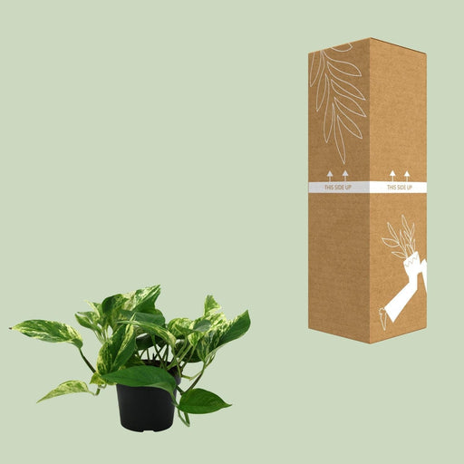 Scindapsus Pictus Trebie - Ø12Cm - ↕25Cm