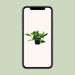 Scindapsus Pictus Trebie - Ø12Cm - ↕25Cm