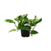 Scindapsus Pictus Trebie - Ø12Cm - ↕25Cm
