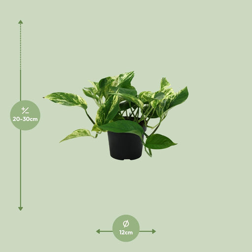 Scindapsus Pictus Trebie - Ø12Cm - ↕25Cm
