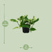 Scindapsus Pictus Trebie - Ø12Cm - ↕25Cm