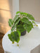 Scindapsus - Kunstig Grøn Plante