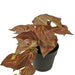 Scindapsus - Kunstig Grøn Plante
