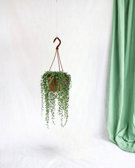 Senecio Herreianus