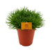 Senecio Himalaya H25Cm - Indendørs Sukkulentplante