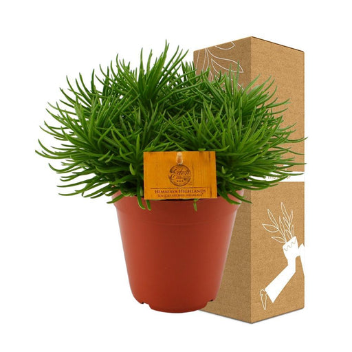 Senecio Himalaya H25Cm - Indendørs Sukkulentplante