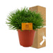 Senecio Himalaya H25Cm - Indendørs Sukkulentplante