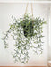 Senecio Peregrinus - Kunstig Faldende Plante