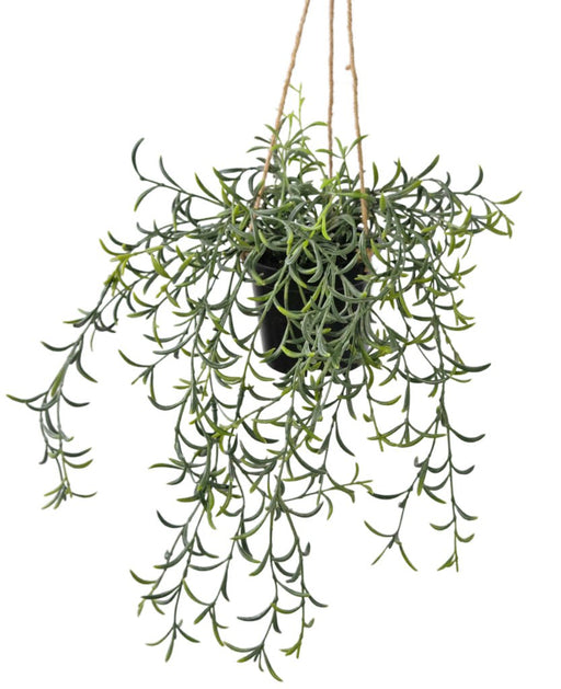 Senecio Peregrinus - Kunstig Faldende Plante