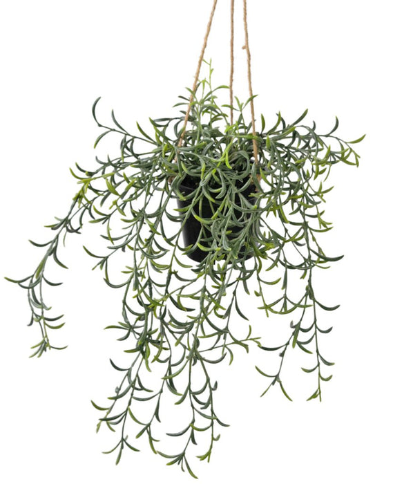 Senecio Peregrinus - Kunstig Faldende Plante