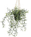 Senecio Peregrinus - Kunstig Faldende Plante