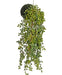 Senecio - Kunstig Faldende Plante