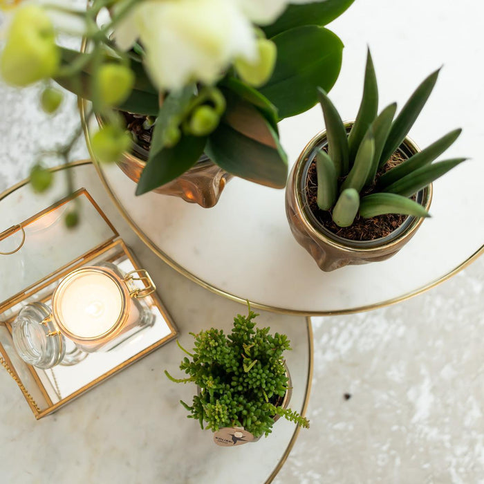 Orchid & Rhipsalis Gavesæt Med Gylden Jaguar Og Keramiske Potter