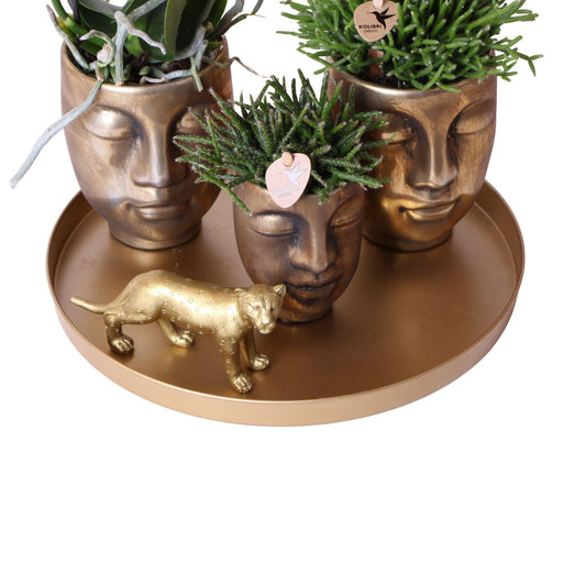 Orchid & Rhipsalis Gavesæt Med Gylden Jaguar Og Keramiske Potter