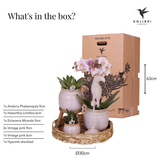 Romantisk Gavesæt: Pink Phalaenopsis Orkidé Og Keramiske Potter