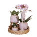 Romantisk Gavesæt: Pink Phalaenopsis Orkidé Og Keramiske Potter
