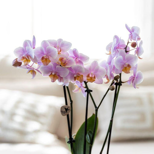 Romantisk Gavesæt: Pink Phalaenopsis Orkidé Og Keramiske Potter