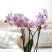 Romantisk Gavesæt: Pink Phalaenopsis Orkidé Og Keramiske Potter