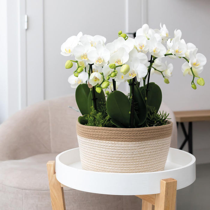 Sæt Med 3 Orange Orkideer Og 3 Rhipsalis I En Bomuldskurv Med Vandbeholder