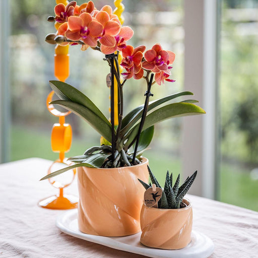 Optimisme Ferskensæt: Orkidé Og Grøn Plante På Hvid Bakke
