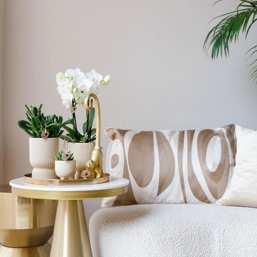 Sæt Hvid Orkidé Phalaenopsis Og Sukkulenter I Keramiske Potter