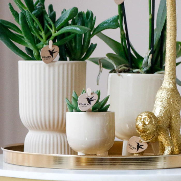 Sæt Hvid Orkidé Phalaenopsis Og Sukkulenter I Keramiske Potter