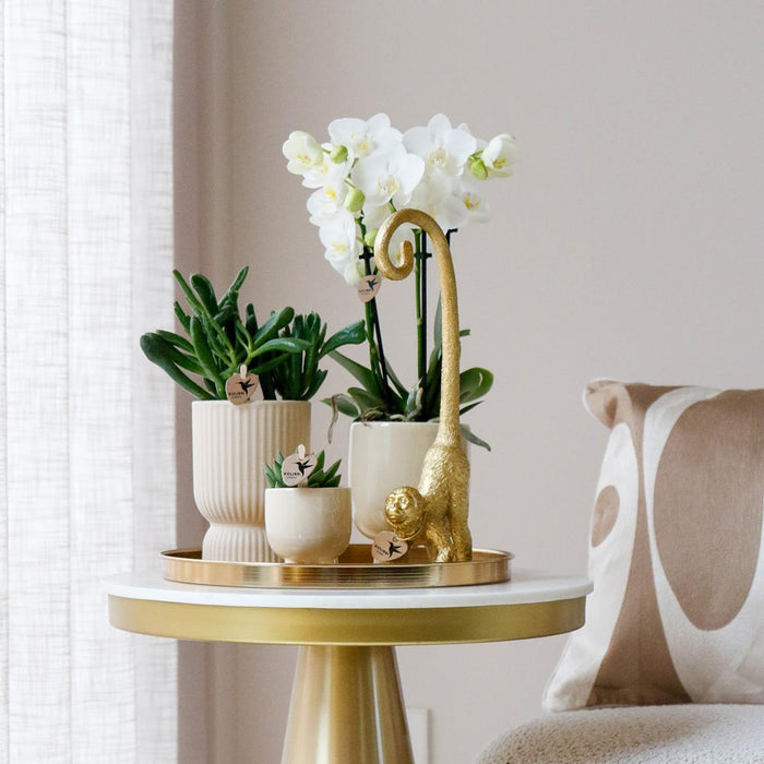 Sæt Hvid Orkidé Phalaenopsis Og Sukkulenter I Keramiske Potter