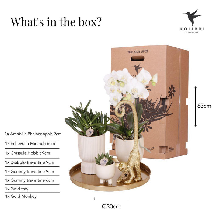 Sæt Hvid Orkidé Phalaenopsis Og Sukkulenter I Keramiske Potter