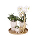 Sæt Hvid Orkidé Phalaenopsis Og Sukkulenter I Keramiske Potter