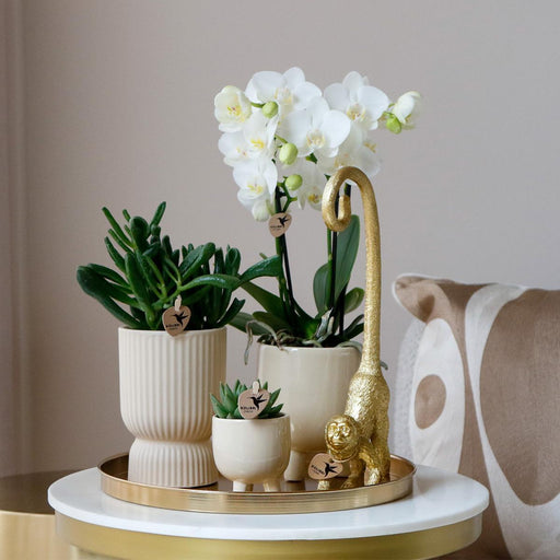 Sæt Hvid Orkidé Phalaenopsis Og Sukkulenter I Keramiske Potter