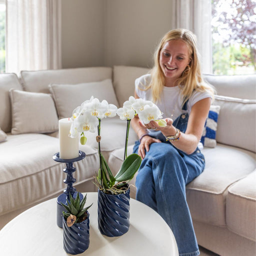 Hvid Phalaenopsis Og Haworthia Orkidé Sat I Slikpotter