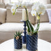 Hvid Phalaenopsis Og Haworthia Orkidé Sat I Slikpotter