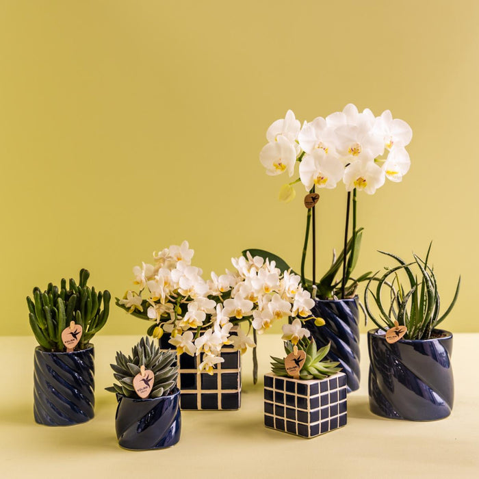 Hvid Phalaenopsis Og Haworthia Orkidé Sat I Slikpotter
