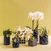 Hvid Phalaenopsis Og Haworthia Orkidé Sat I Slikpotter