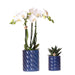 Hvid Phalaenopsis Og Haworthia Orkidé Sat I Slikpotter